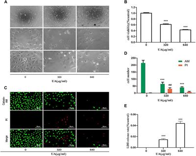 Total extract of Abelmoschus manihot L. alleviates uric acid-induced renal tubular epithelial injury via inhibition of caspase-8/caspase-3/NLRP3/GSDME signaling